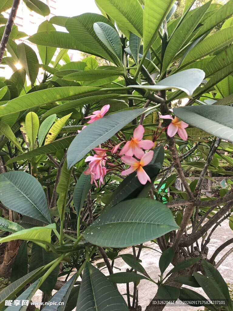 鸡蛋花