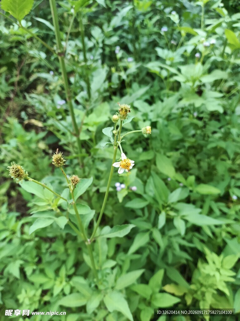 黄色小花植物