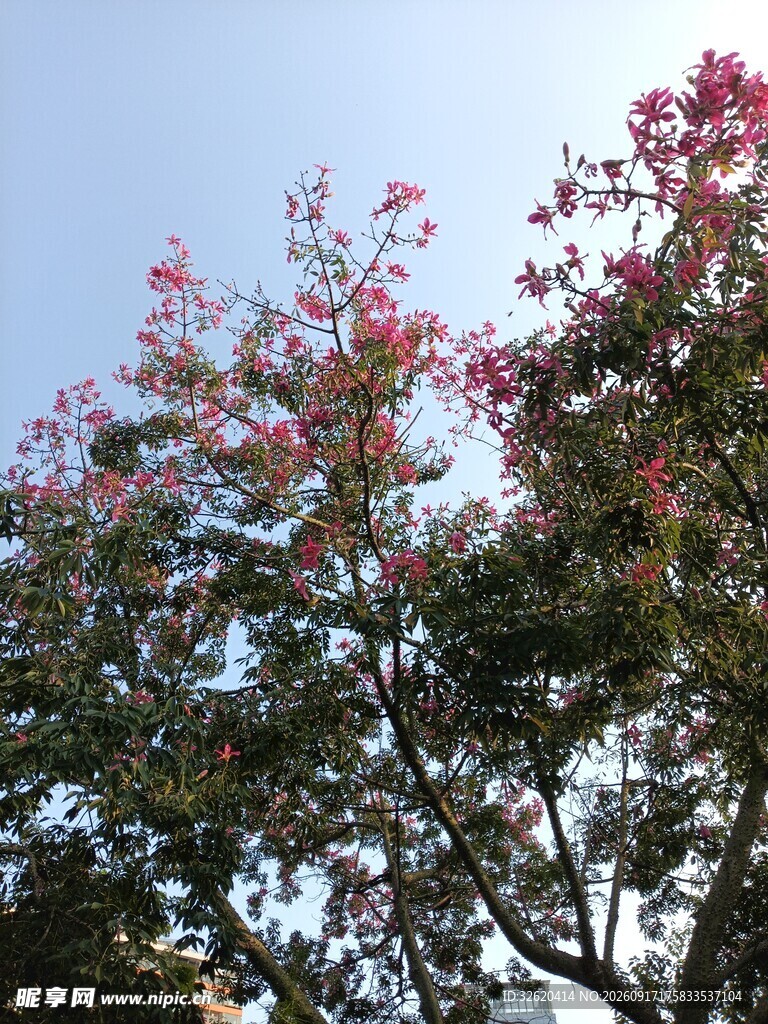 枝头繁花映蓝天