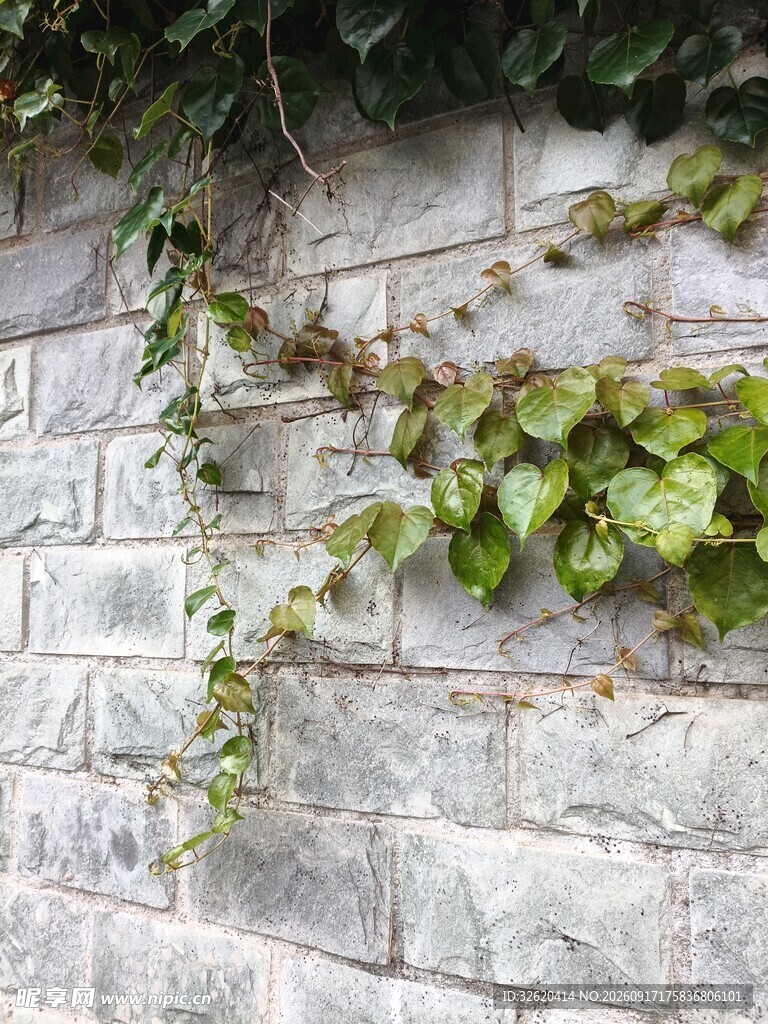 砖墙藤蔓景观