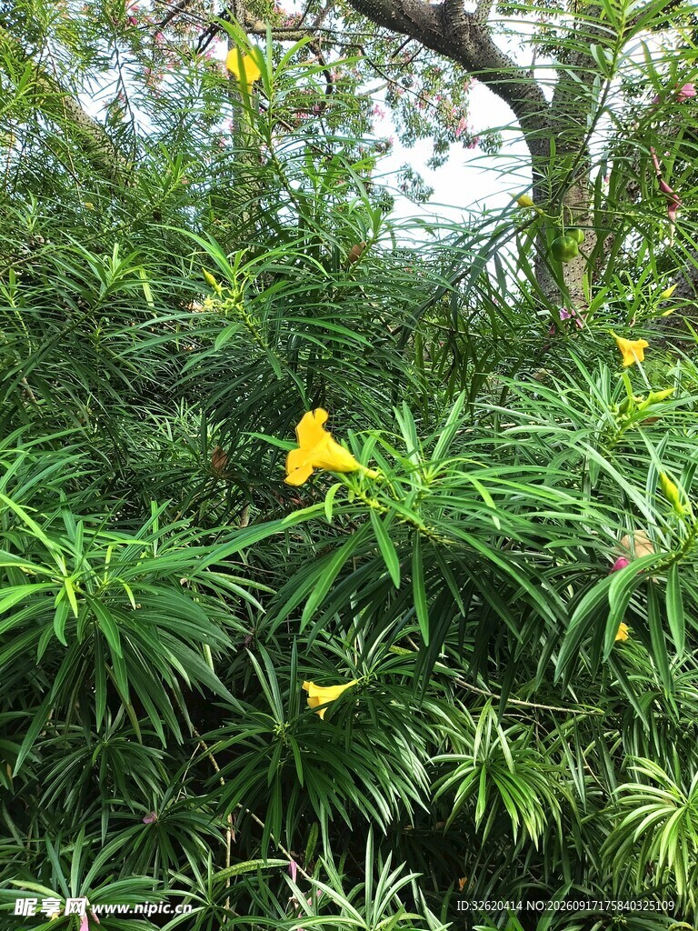 绿叶丛中绽放的黄色花朵