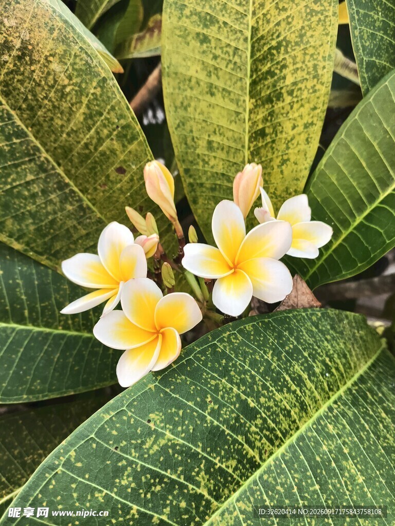 鸡蛋花