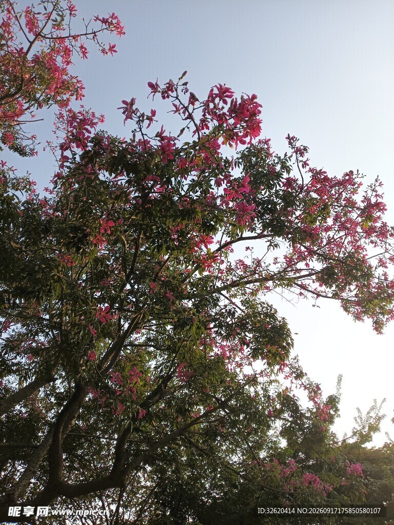 繁花满树的美丽景致