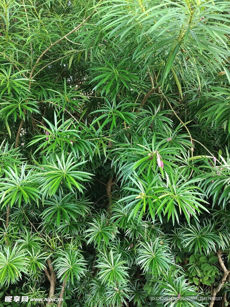 翠绿松针植物