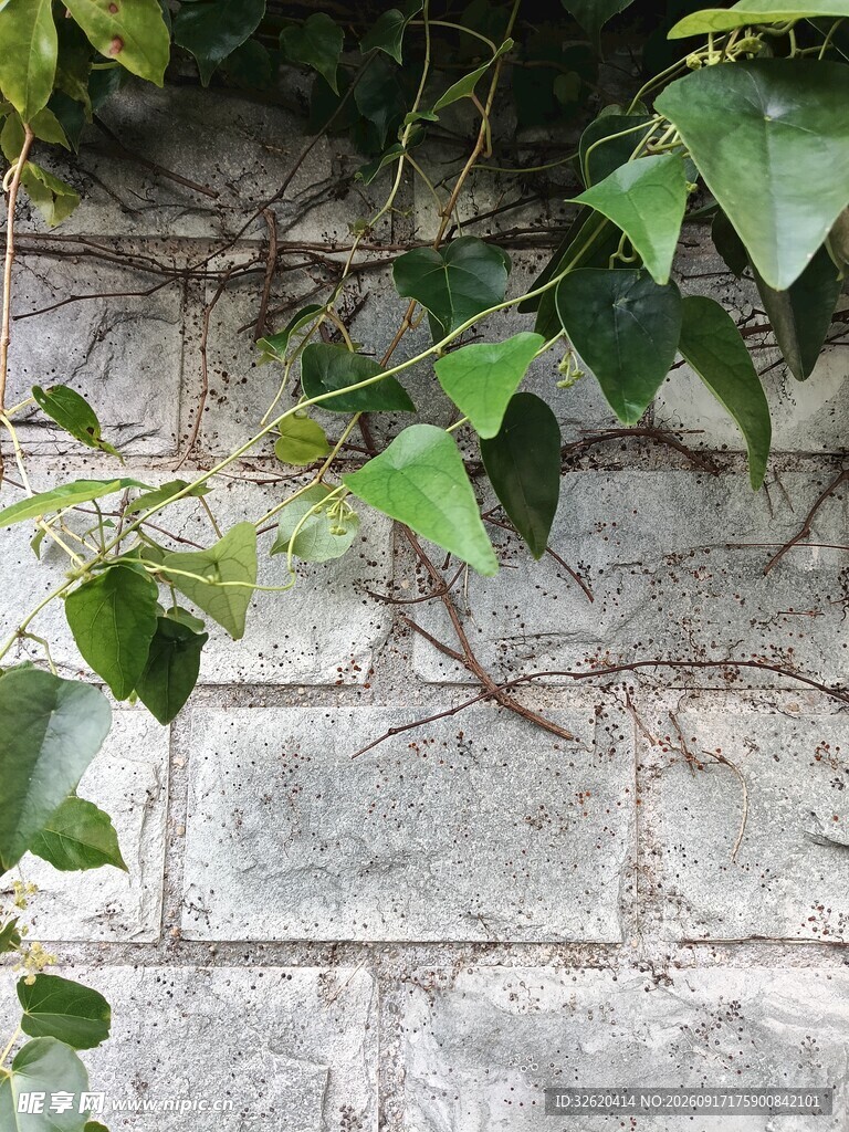 砖墙上的翠绿藤蔓植物