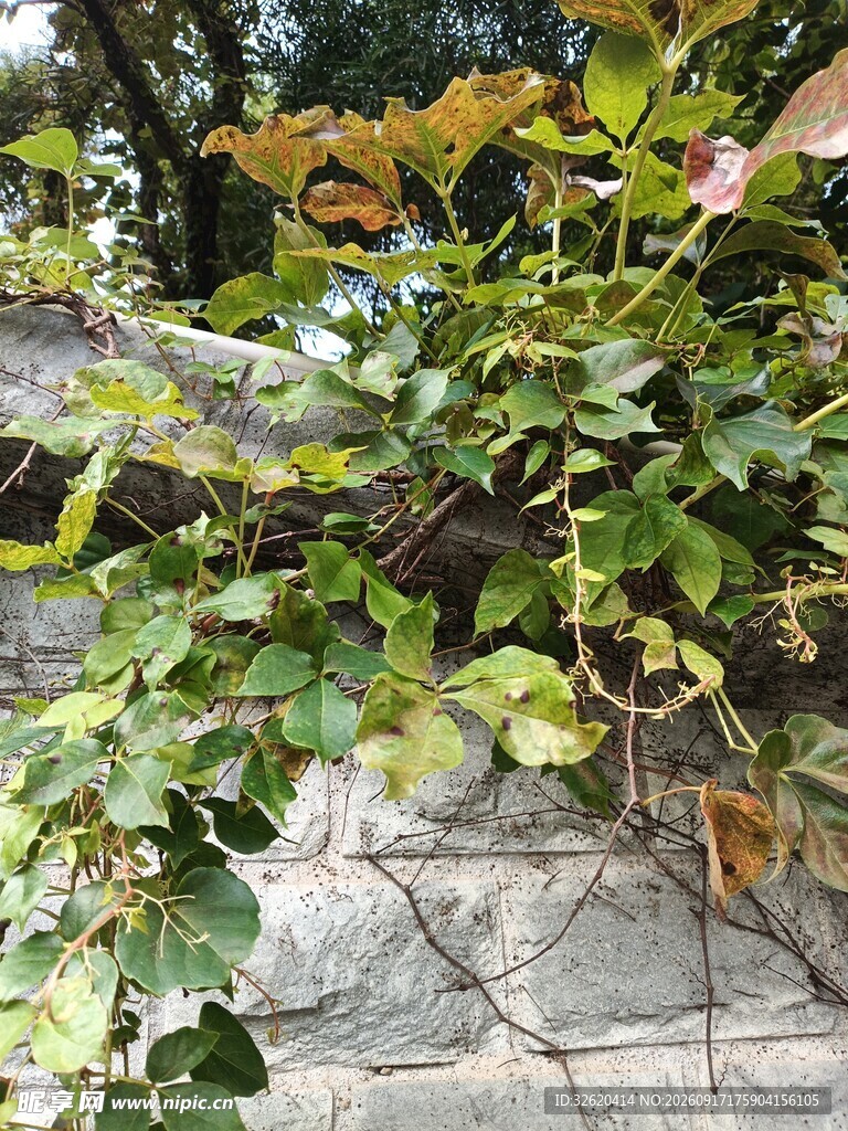 石墙上的翠绿藤蔓植物