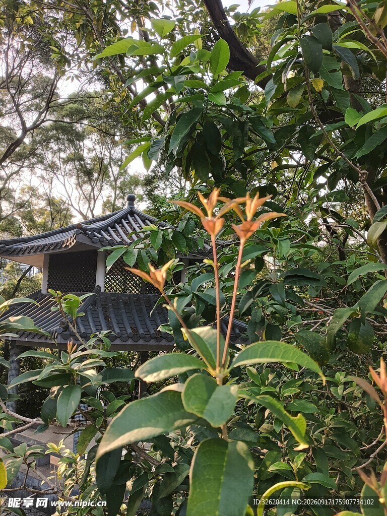 园林中的绿植与建筑