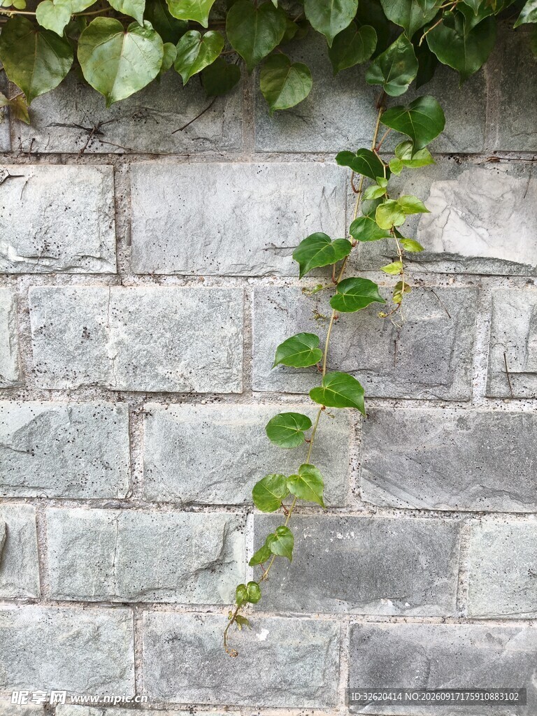 青砖墙上的翠绿藤蔓