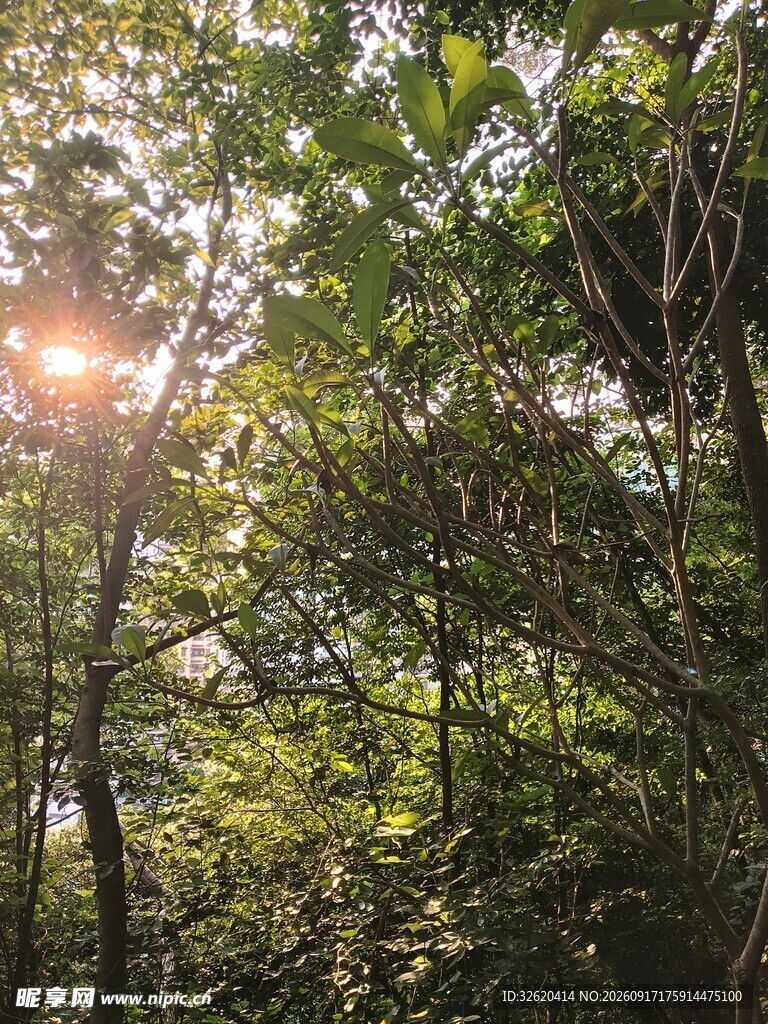 阳光穿透树林的自然美景