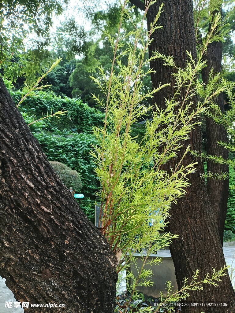 林间树木与嫩绿枝叶景观