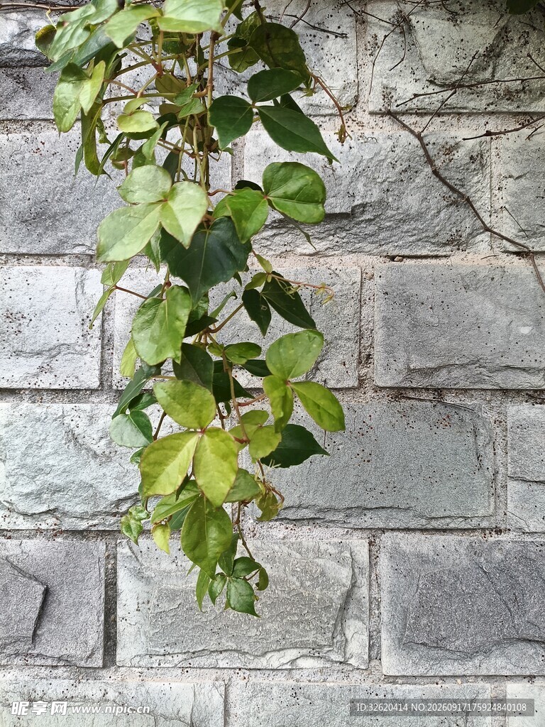 藤蔓攀附石墙绿意盎然