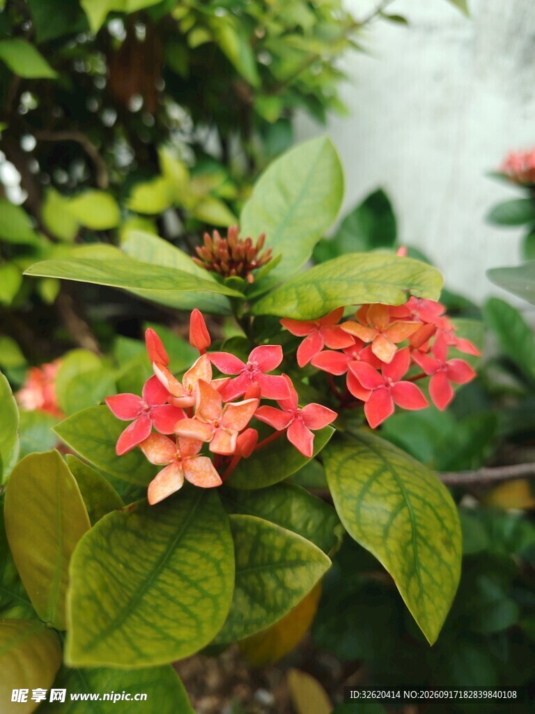 龙船花