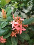 龙船花