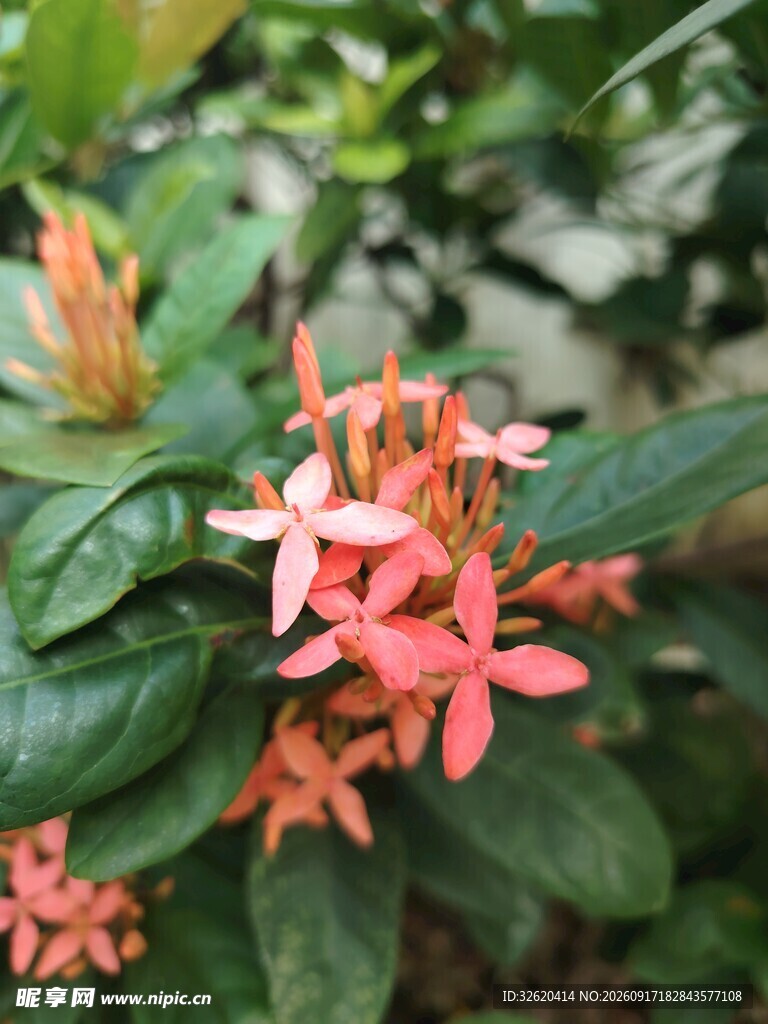 龙船花