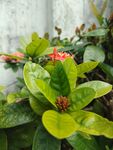 龙船花