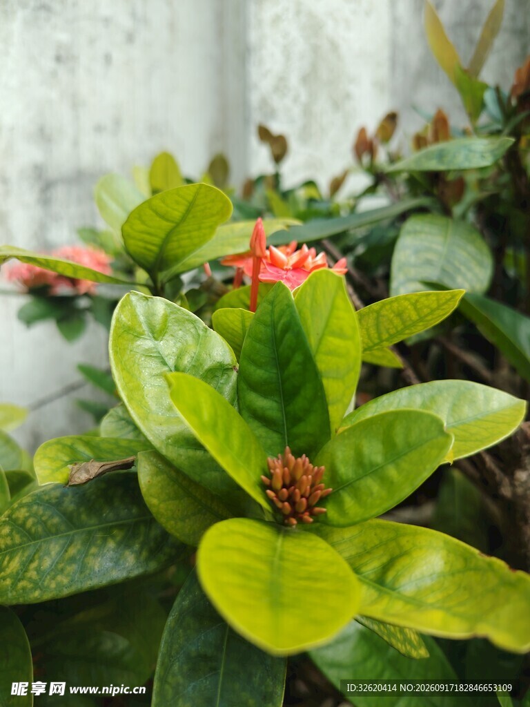 龙船花