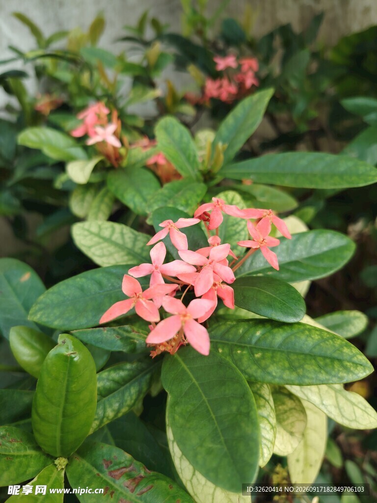 龙船花