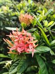 龙船花