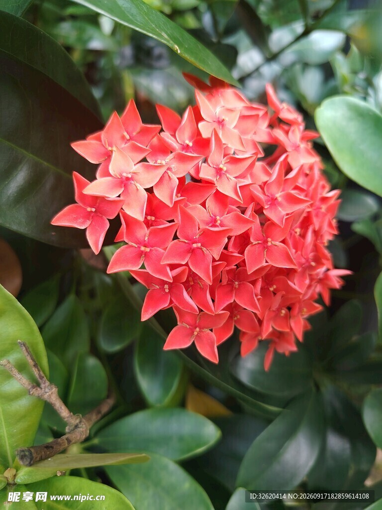 龙船花