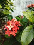 龙船花