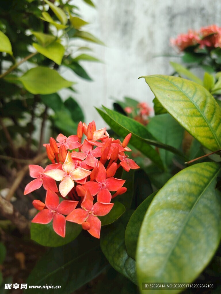 龙船花