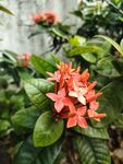 龙船花