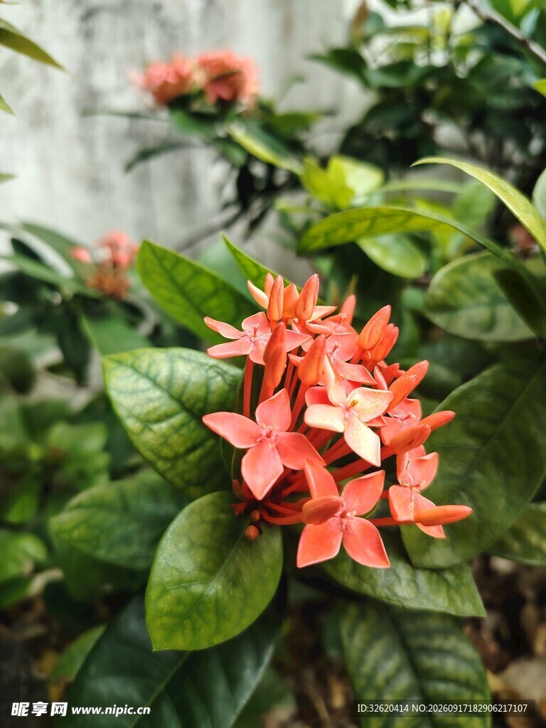 龙船花