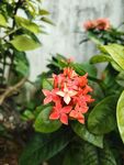 龙船花