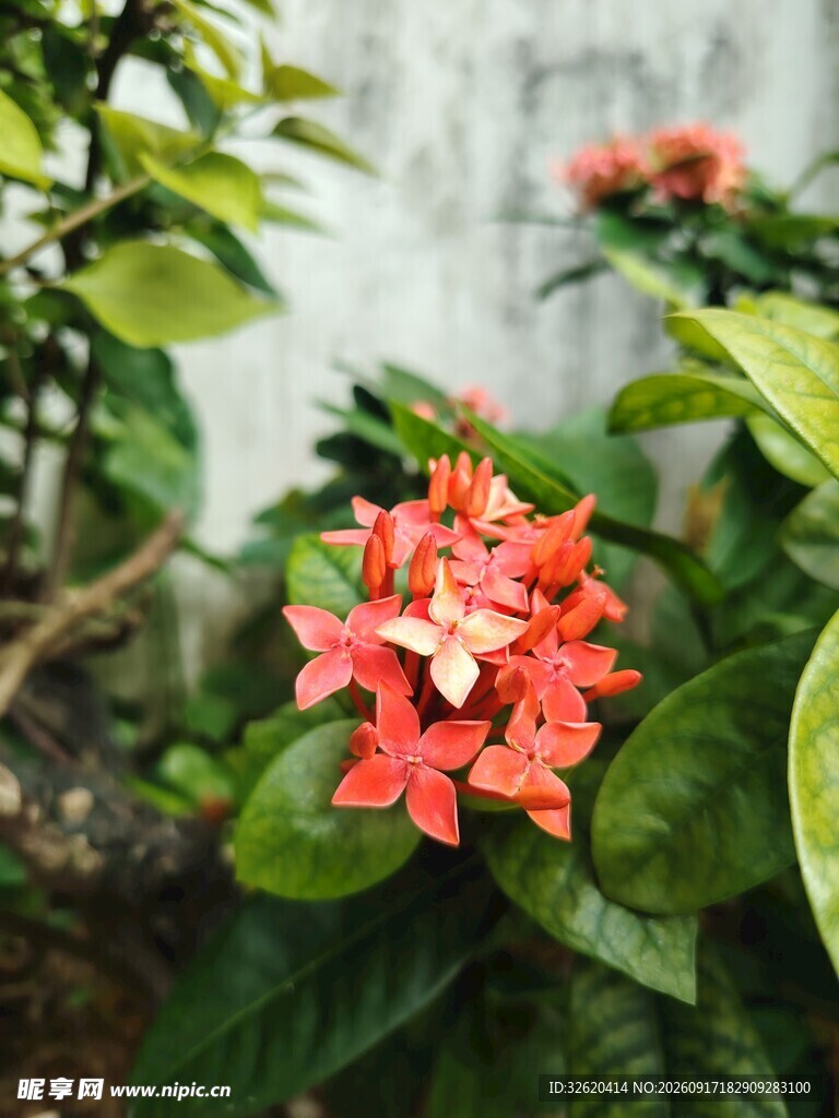龙船花