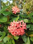 龙船花