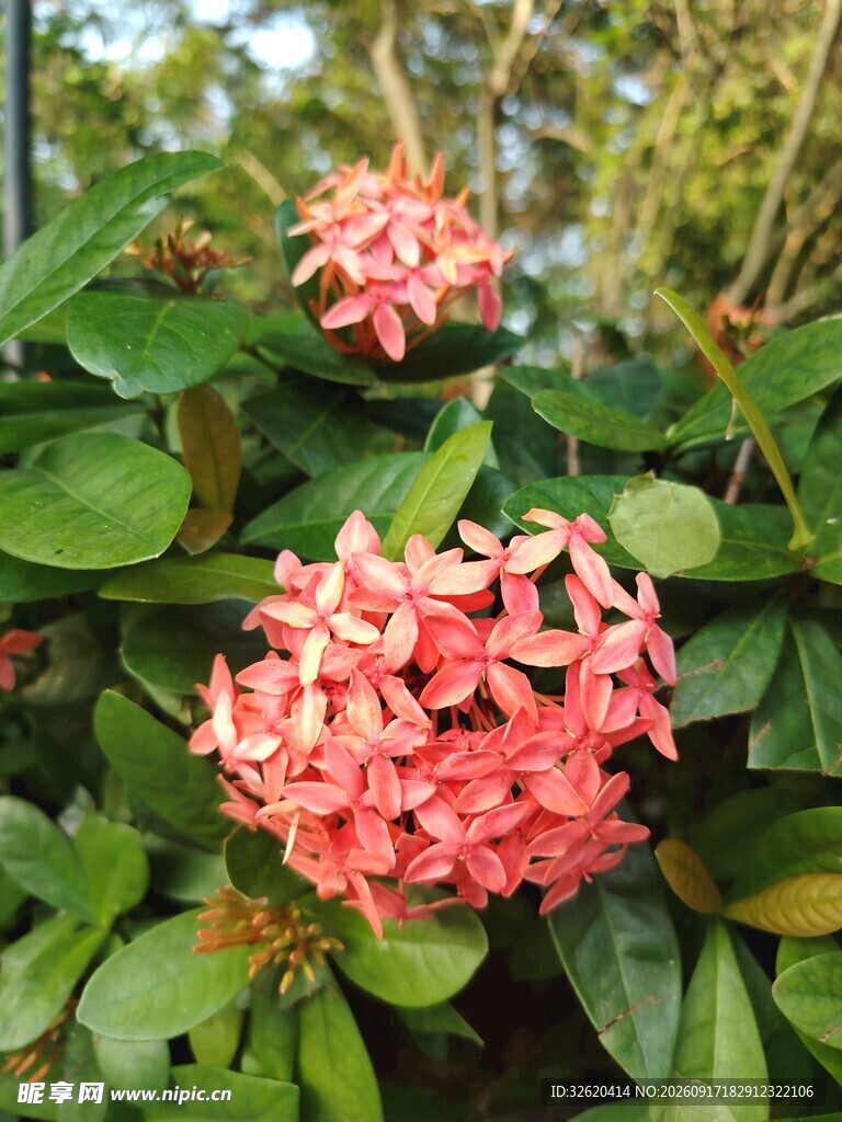 龙船花