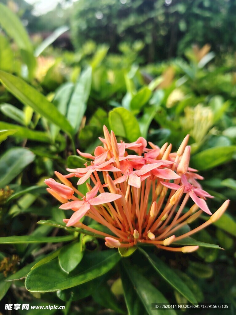 龙船花