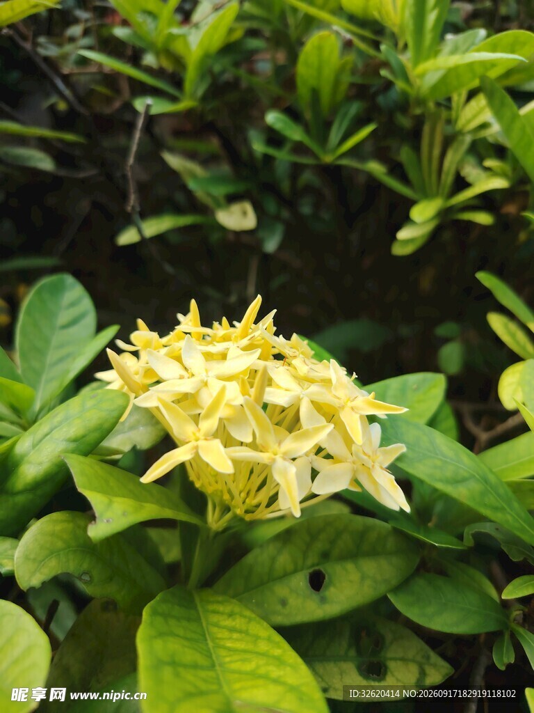 龙船花