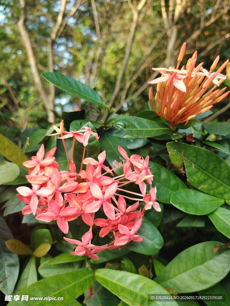 龙船花