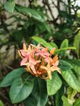 龙船花