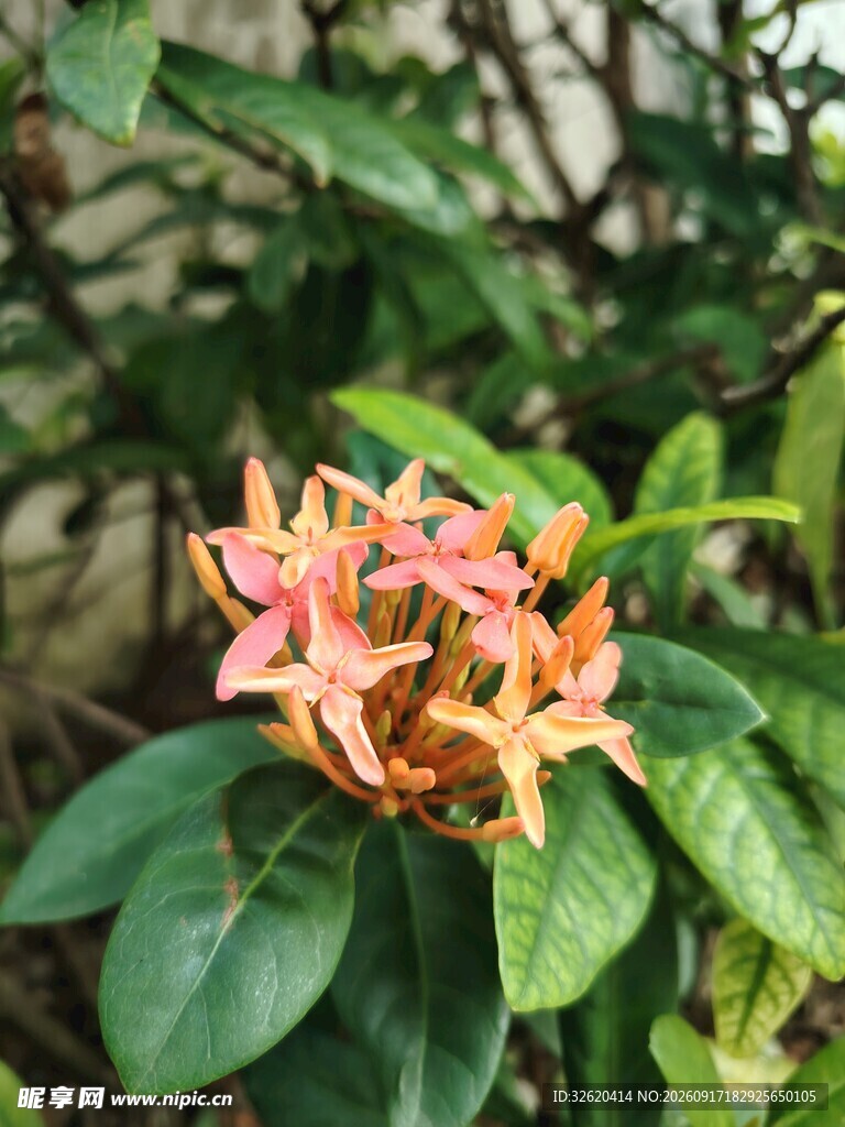龙船花