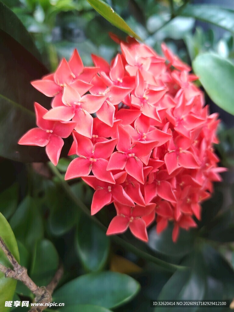 龙船花