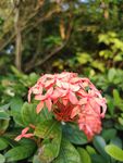 龙船花