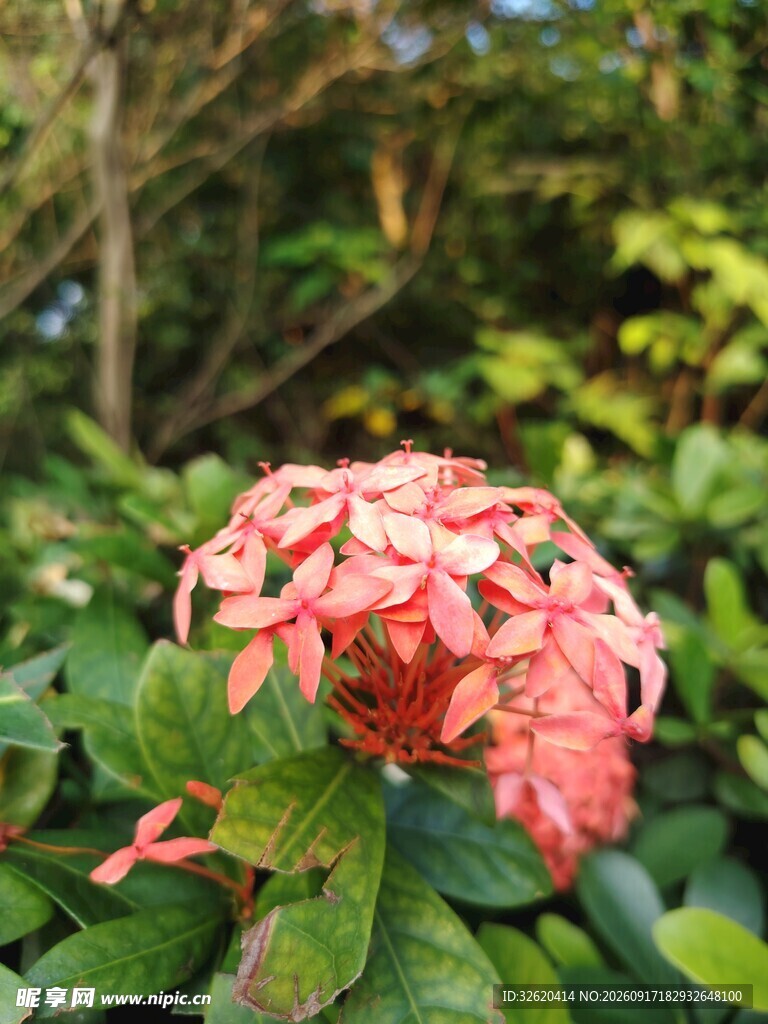龙船花