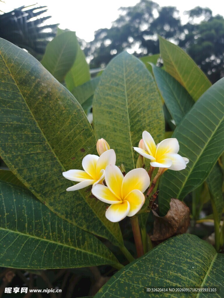 鸡蛋花