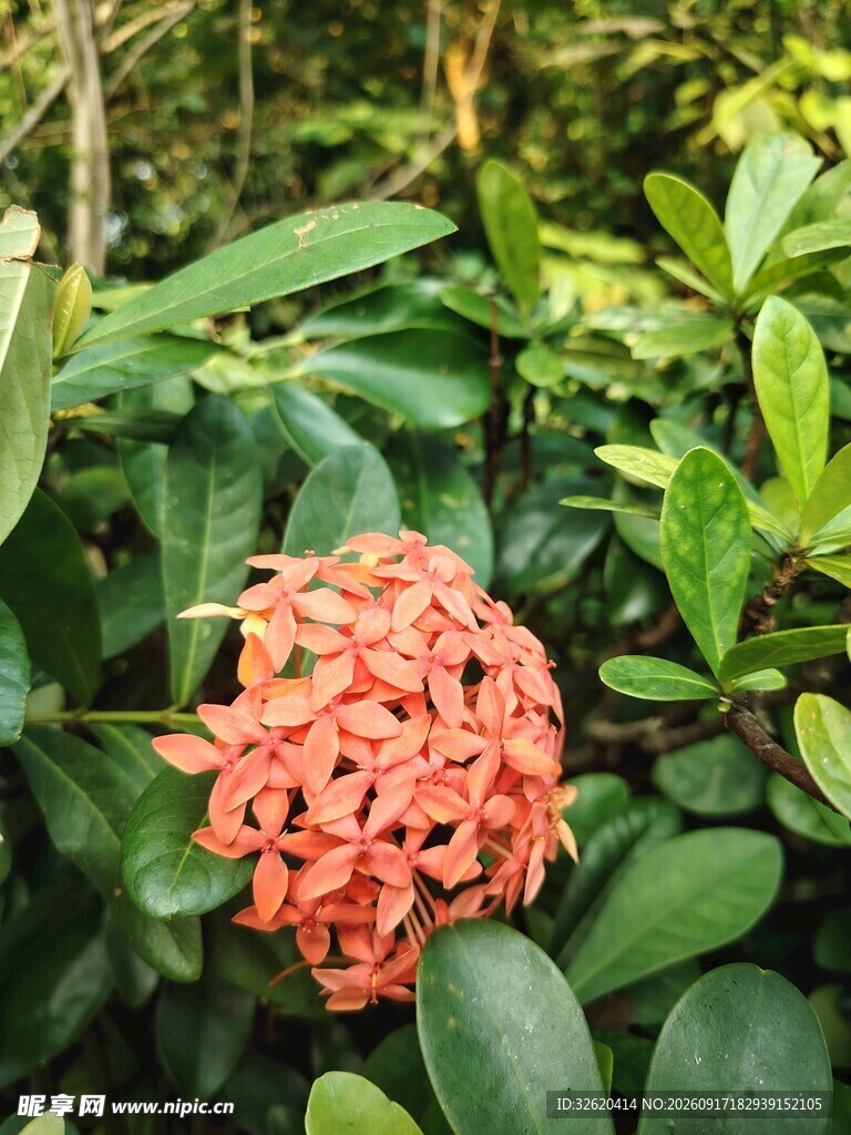 龙船花