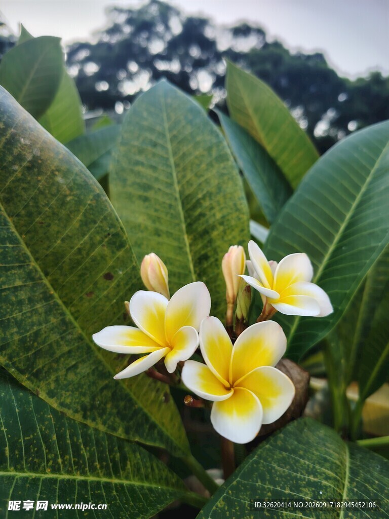 鸡蛋花