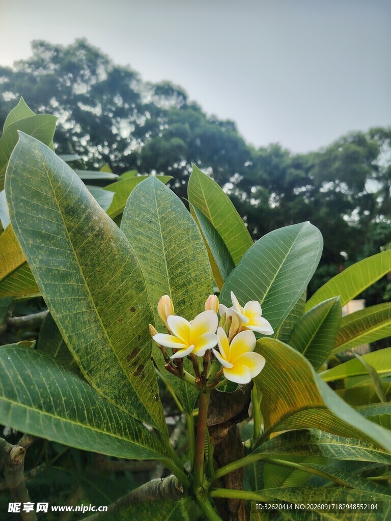 鸡蛋花