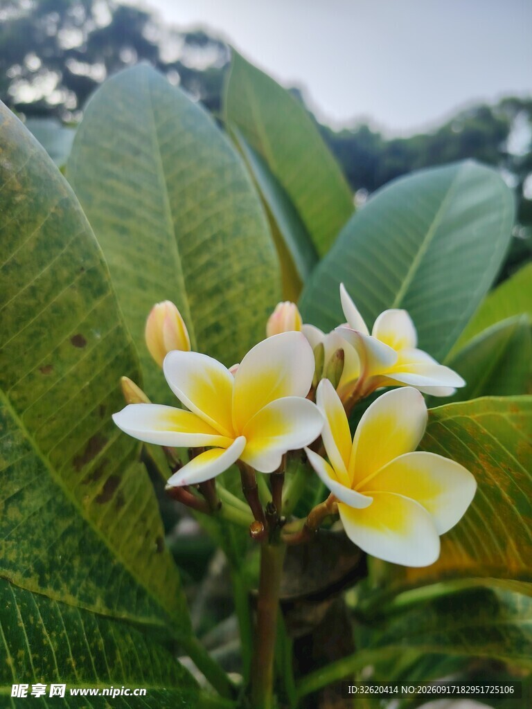 鸡蛋花