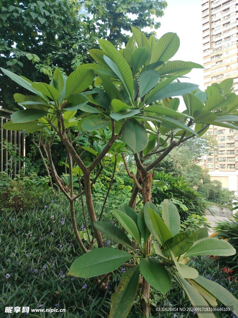 绿叶繁茂的户外绿植