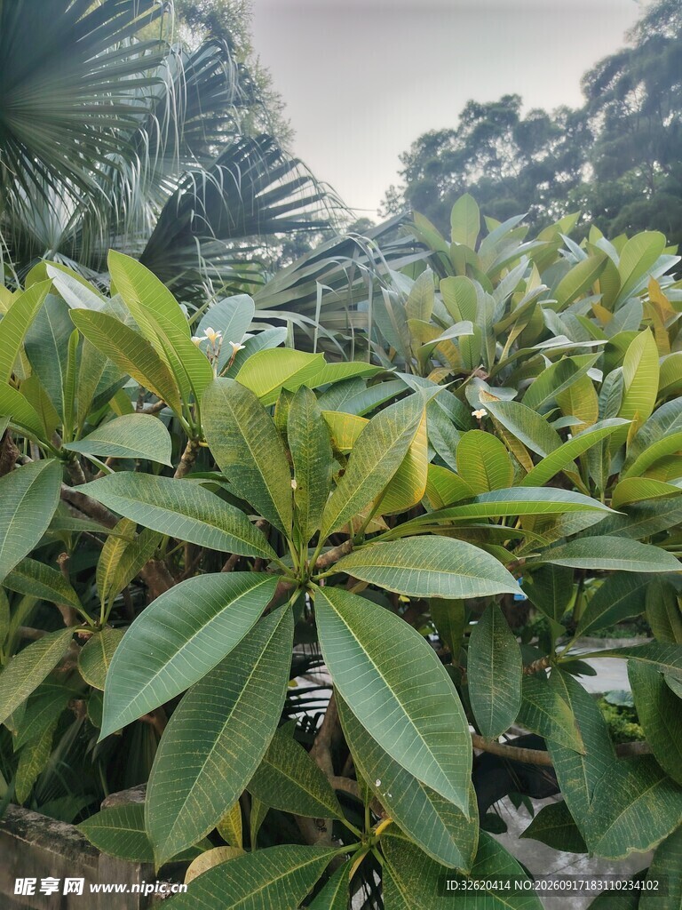 绿叶繁茂的户外植物景观