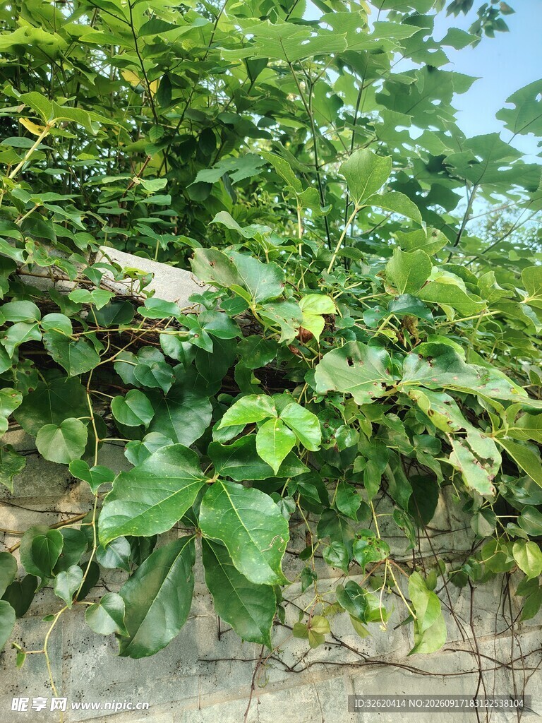 墙边繁茂绿植景观