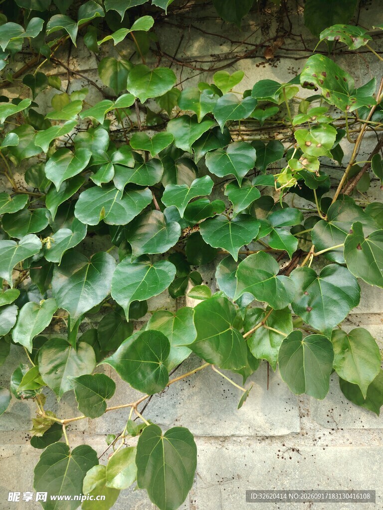 墙上翠绿的爬藤植物