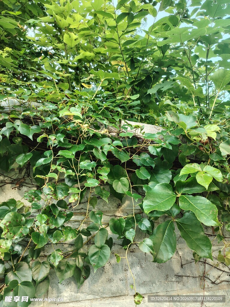 绿叶繁茂的藤蔓植物