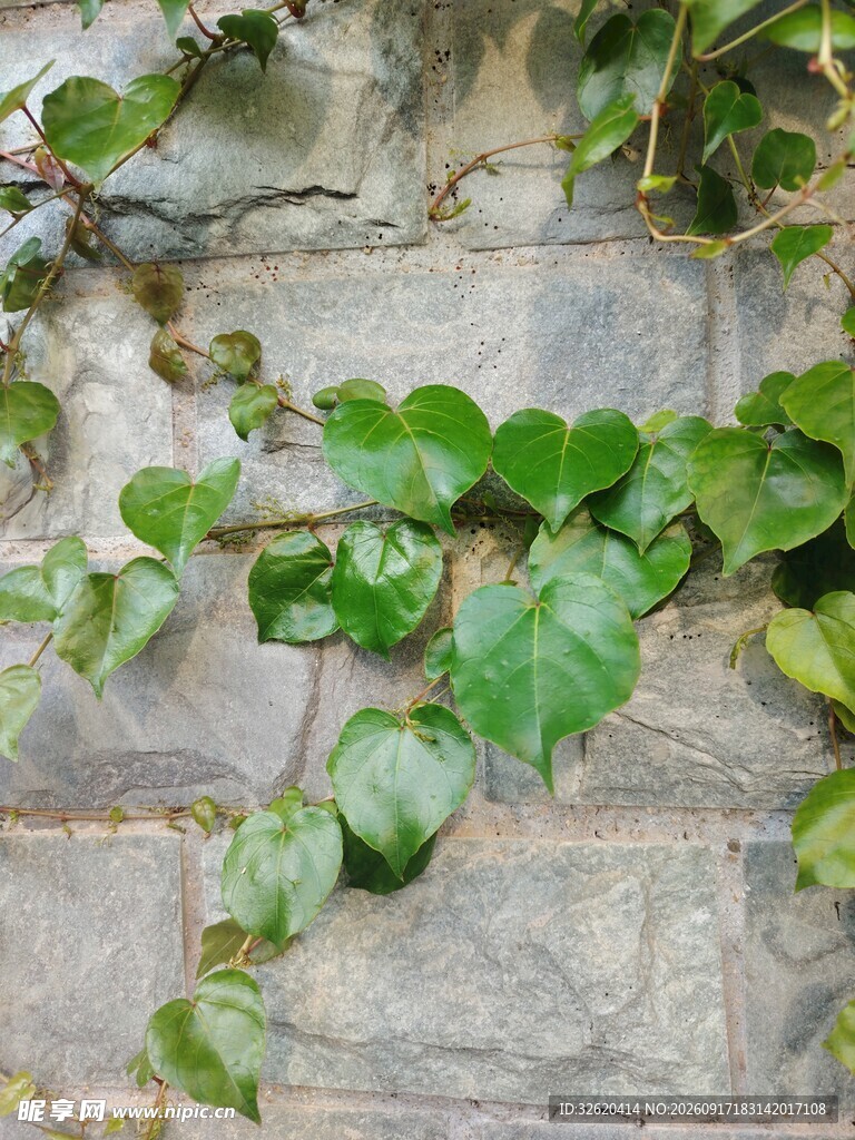 石墙上的翠绿藤蔓植物